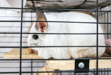 Obraz premium White chinchilla sitting in her cage. Cute fluffy home pet in the house.