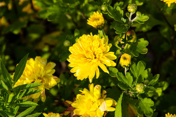 Nature concept- yellow chrysanthemums in the garden on green background, close up. Autumn flowers background. Flowers chrysanthemums for design postcard or print. Beautiful autumn scenery.  