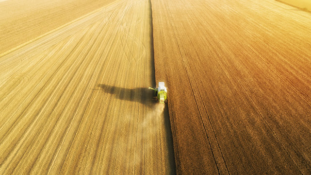 Aerial view of combine harvester harvesting wheat. Beautiful wheat field at sunset. Combine harvester working on the large wheat field.