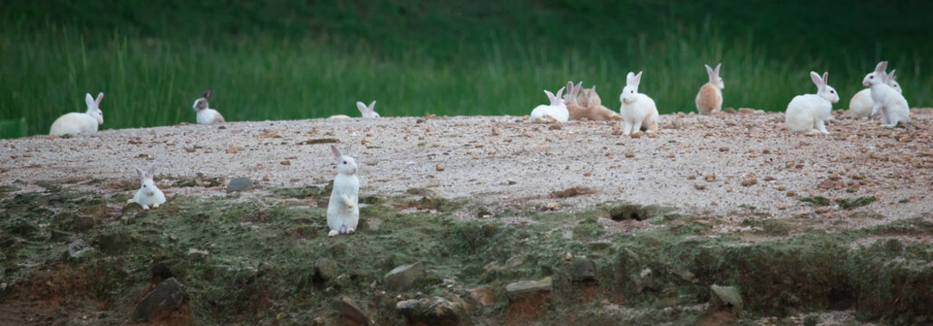 Cute wild rabbits on Island