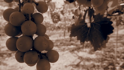 日本のブドウ畑