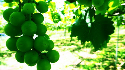 日本のブドウ畑