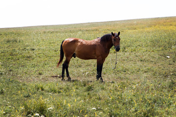 Beautiful horse is grazed on a green meadow
