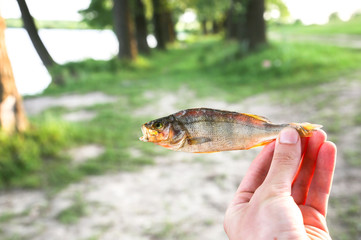 Man is holding salty dried fish in is hands outdoors.