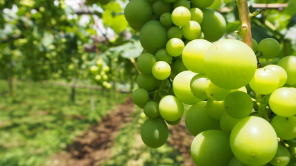 日本のブドウ畑