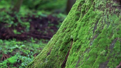 Oyama shrine in Toyama, Japan.
