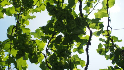 日本のブドウ畑