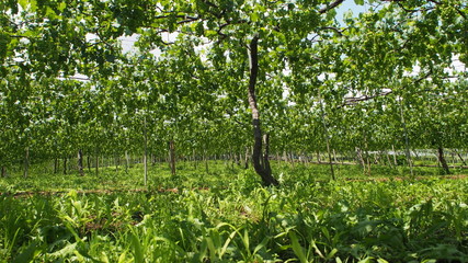 日本のブドウ畑