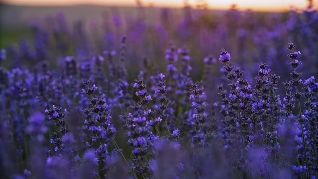 Sunset Over A Field Of Lavender in 4k