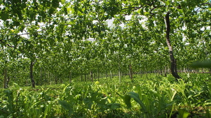 日本のブドウ畑