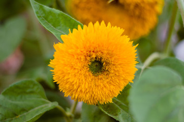 Field of sunflowers at sunset. Sunflowers on the field