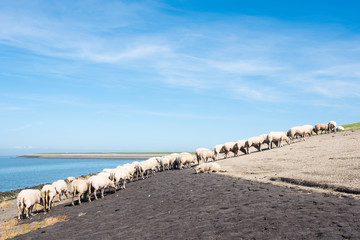 sheep on dike near waddenzee in dutch province of Friesland near harlingen