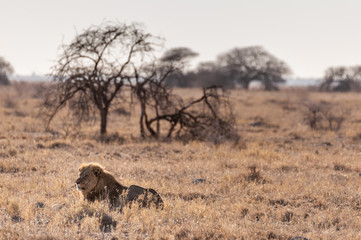 Impression of a Male Lion -Panthera Leo- resting on the plains of Etosha national park, Namibia. It...