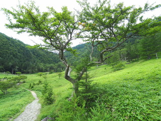 奥日光夏の涸沼