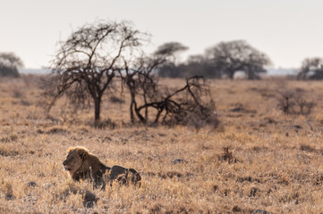 Impression of a Male Lion -Panthera Leo- resting on the plains of Etosha national park, Namibia. It is catching the early morning sun.