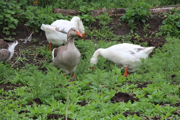 ducks on the grass