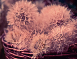 Fluffy balls of flowers dandelions pellet old basket. Vintage photo.