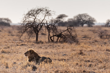 Fototapeta na wymiar Impression of a Male Lion -Panthera Leo- resting on the plains of Etosha national park, Namibia. It is catching the early morning sun.