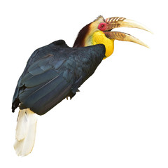 Wreathed hornbill, Bar-pouched wreathed hornbill isolated on white background. This has clipping path. 