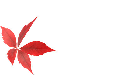 wild grape leaves isolated on white background