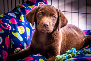 my new pet labrador puppy posing for her first portrait picture after arriving home.