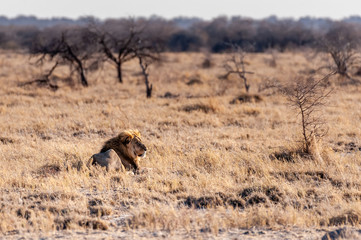 Impression of a Male Lion -Panthera Leo- resting on the plains of Etosha national park, Namibia. It is catching the early morning sun.