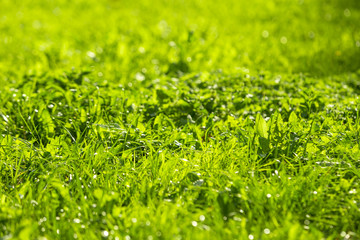 Uncut green grass. Texture of the grass. Selective focus. Horizontal.