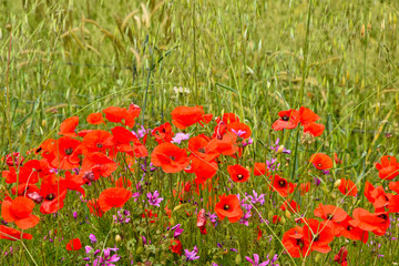 A day of vacation in nature, on the hills of the Sicily region, Italy.