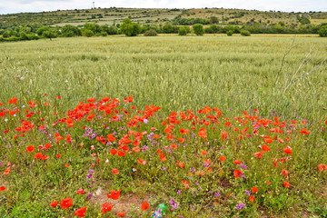 A day of vacation in nature, on the hills of the Sicily region, Italy.
