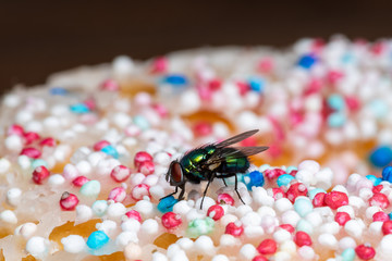 A Gold Fly on Food