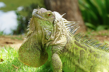 Green iguana also known as the American iguana is a lizard reptile in the genus Iguana in the...