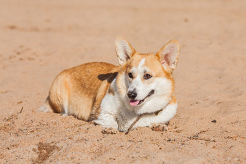 Welsh Corgi Pembroke. Beautiful dog on the beach. Sweet Corgi is smiling. Portrait of a dog in nature