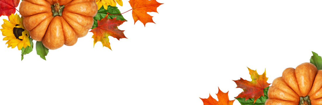 Ripe orange pumpkins with autumn colorful leaves and sunflowers in a corners