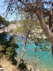 tree in water