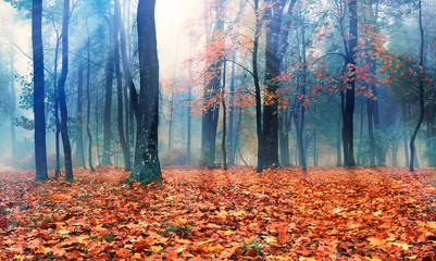 Beautiful autumn forest in the fog. Red maples with flying foliage. Sunlight breaks through foliage and tree crowns