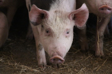 pig in the farm