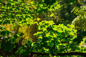 Fototapeta premium Closeup beautiful green maple leaves with sunshade in autumn season background.