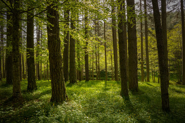 Fototapeta na wymiar Forest with pines