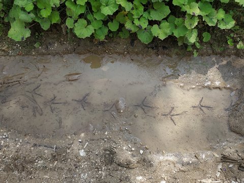 footprints of mom and baby herons in water in forest background texture