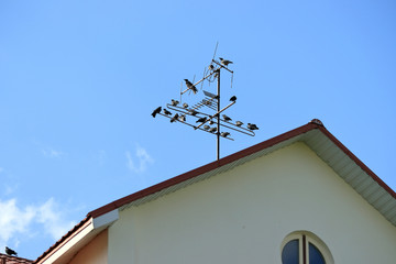 crows are circling around the house