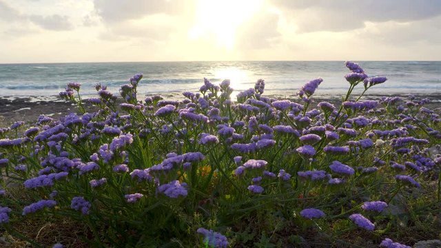 Sea lavender in bloom by the coastline at sunset