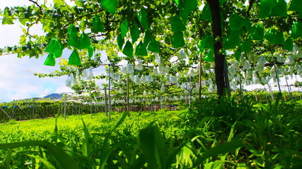 収穫前のブドウ畑、日本