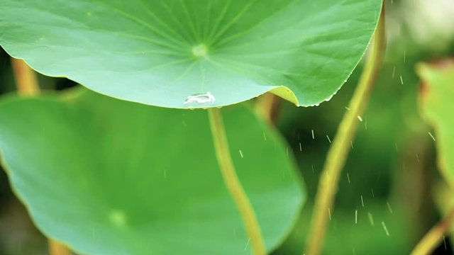 close up rain water drop on nature fresh green lotus leaf , water drop dancing rolling on tropical hydrophobic surface leaf, then rainwater running down from lotus leaf, super slow motion footage.