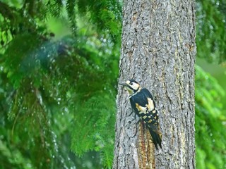 お気に入りの木でくつろぐアカゲラ
