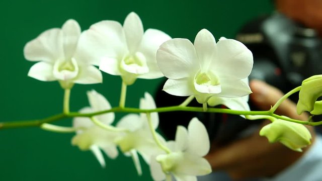 Man taking photo  with white vanda orchid , in studio Chiangmai Thailand