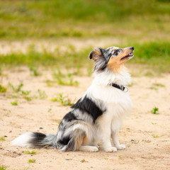 Obraz na płótnie Canvas One dog of breed of sheltie of marble color is sitting sideways in park.