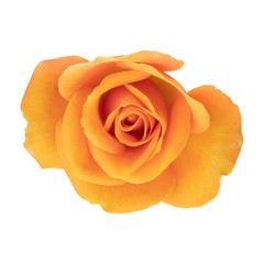 orange rose isolated on white background