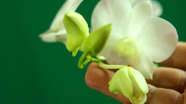 White Vanda orchid with green background , in studio Chiangmai Thailand