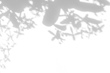 Overlay effect for photo. Gray shadows of delicate flowers and leaves on a white wall. Abstract neutral nature concept background. Space for text. Blurred, defocused. 