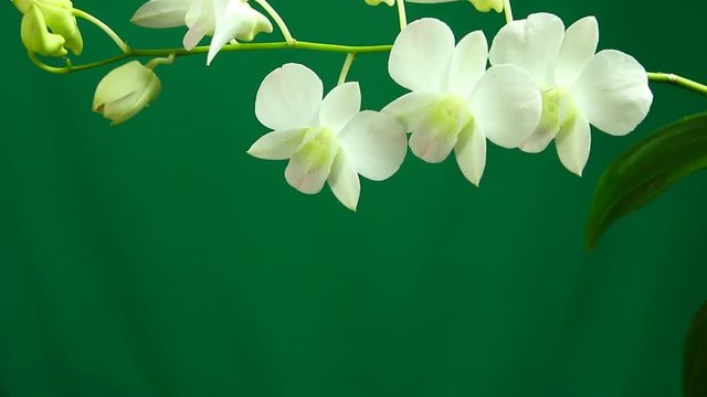 White Vanda orchid with green background , in studio Chiangmai Thailand